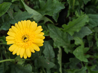 Yellow Gerbera Flowers Blooming in The Garden