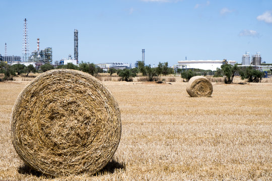 crop field with straw bales after harvesting