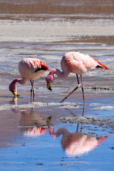 Flamingo andino