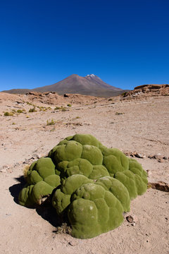 azorella