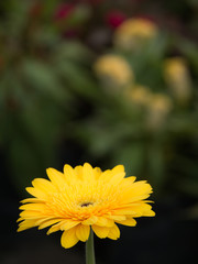 Side View of The Yellow Gerbera Flower Blooming