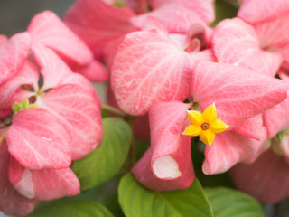 Fototapeta na wymiar Pollen of Dona Like Yellow Star in Pink Flowers