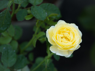 The Yellow Rose Blooming