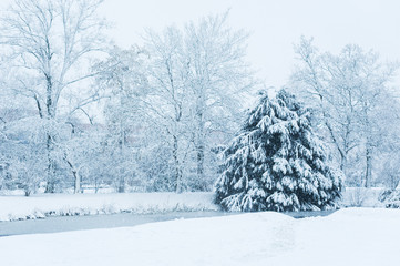 Trees and pine trees with a frozen river under the snow, Rotterdam, Netherlands
