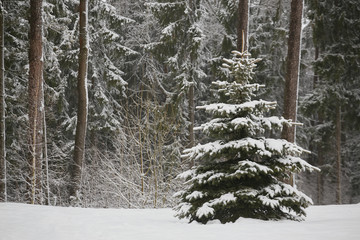 Fairy fir trees in the forest under the snow. blizzard
