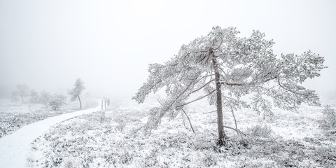 Schwarzes Moor im Nebel