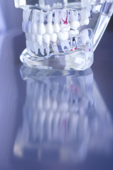 Dentsts dental teeth model