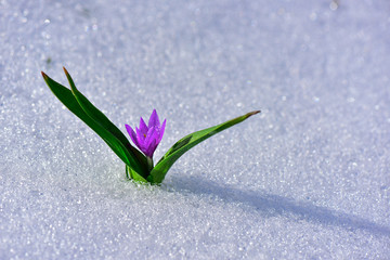 awakening time for the flower & model for the fight