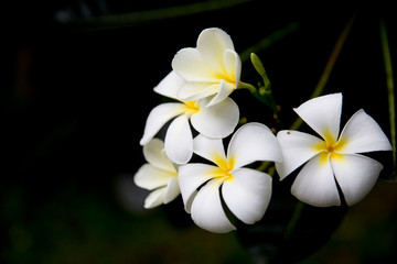 Champa white flowers in Laos, Thailand, Myanmar, Cambodia, Indonesia, Southeast Asia.