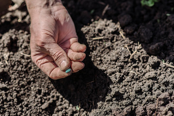 An elderly man planting seeds in the garden