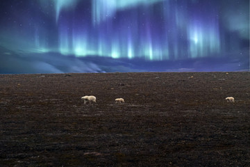 Polar bear mother and baby in Svalbard on northern lights background