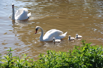 Schwanfamilie im Wasser