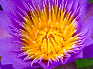 Obraz premium close up to purple lotus flower blooming after rain fall in the morning