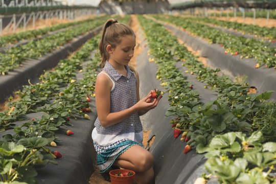 Girl harvesting strawberries 