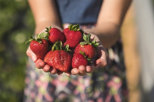Woman hand holding freshly plucked strawberries 