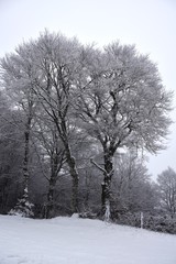 Fototapeta na wymiar Paysage d'hiver ❄️