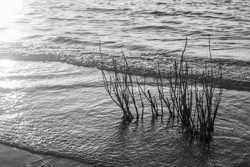 alter do chão, pará
