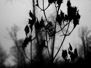 V&eacute;g&eacute;taux et gouttes d'eau en l&eacute;vitation 