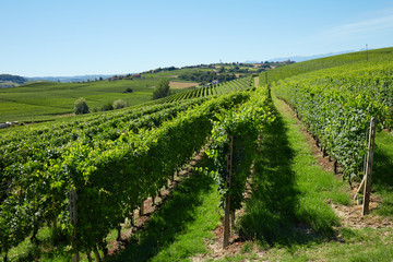 Fototapeta na wymiar Green vineyards in a sunny day, blue sky in Italy