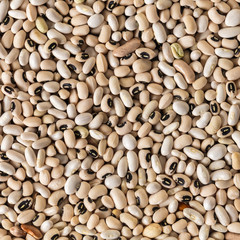 white bean texture closeup