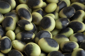 Heirloom organic Agate edamame close up