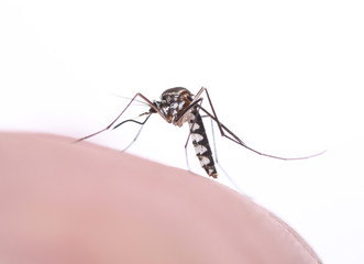 Aedes aegypti Mosquito. Close up a Mosquito sucking human blood,