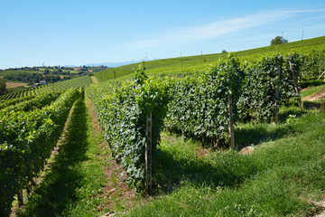 Fototapeta na wymiar Green vineyards on hill, blue sky In summer in Italy