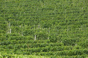 Green vineyards texture background