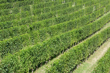 Fototapeta na wymiar Green vineyards in a sunny day in Italy, high angle view