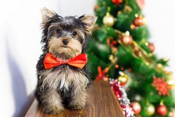 A little funny puppy with a tie around his neck. A lovely terrier dog was presented to children for a holiday at a Christmas tree