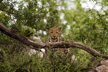 Leopard branch