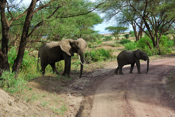 Fototapeta na wymiar African elephants in Lake Manyara National Park Tanzania