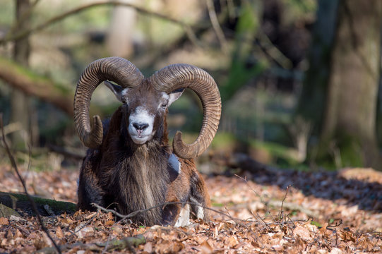 Muffelwild - Ovis aries musimon