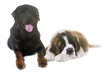 Obraz premium puppy saint bernard and rottweiler