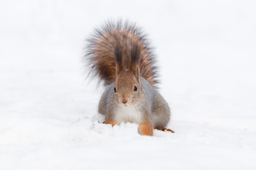 Fototapeta premium squirrel in the snow