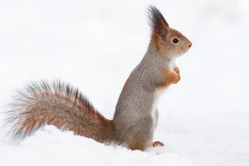 Küchenrückwand glas motiv squirrel in the snow © alexbush