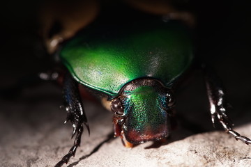 Head of a tropical rose chafer female