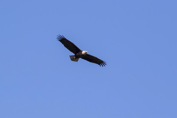 Bald eagle flying at Los Angeles