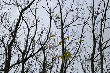 deciduous trees and yellow leaves