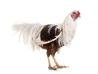 Yokohama chicken in studio