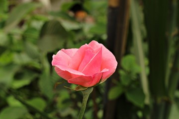 pink rose in the garden