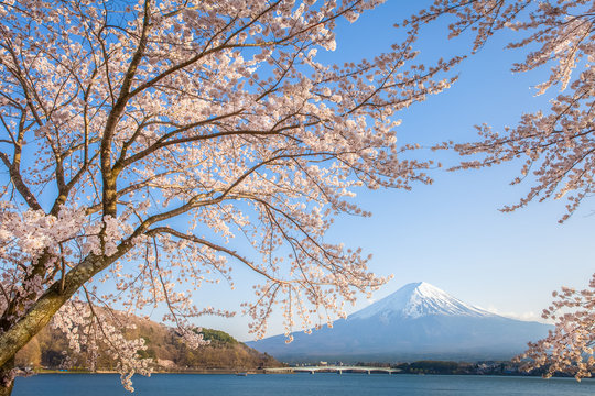 Sakura cherry blossom and Mt. Fuji at Kawaguchiko lake , Japan in spring season © torsakarin