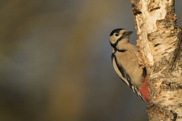 Great spotted woodpecker_000000899394_7