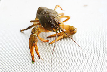 crayfish fresh catch, live cancer on a white background
