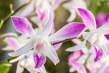 White purple orchid, Dendrobium.