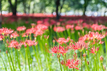 Close - up Red spider lily in autumn