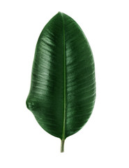 Fototapeta premium Ficus elastica leaf.
