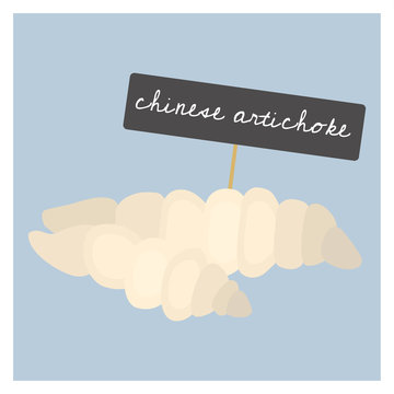 Vector Vegetable - Chinese artichoke