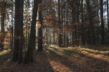 Wald in Kärnten
