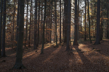 Wald in Kärnten